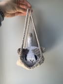 Miniature 1 de la variante Chat blanc + taupe + beige 